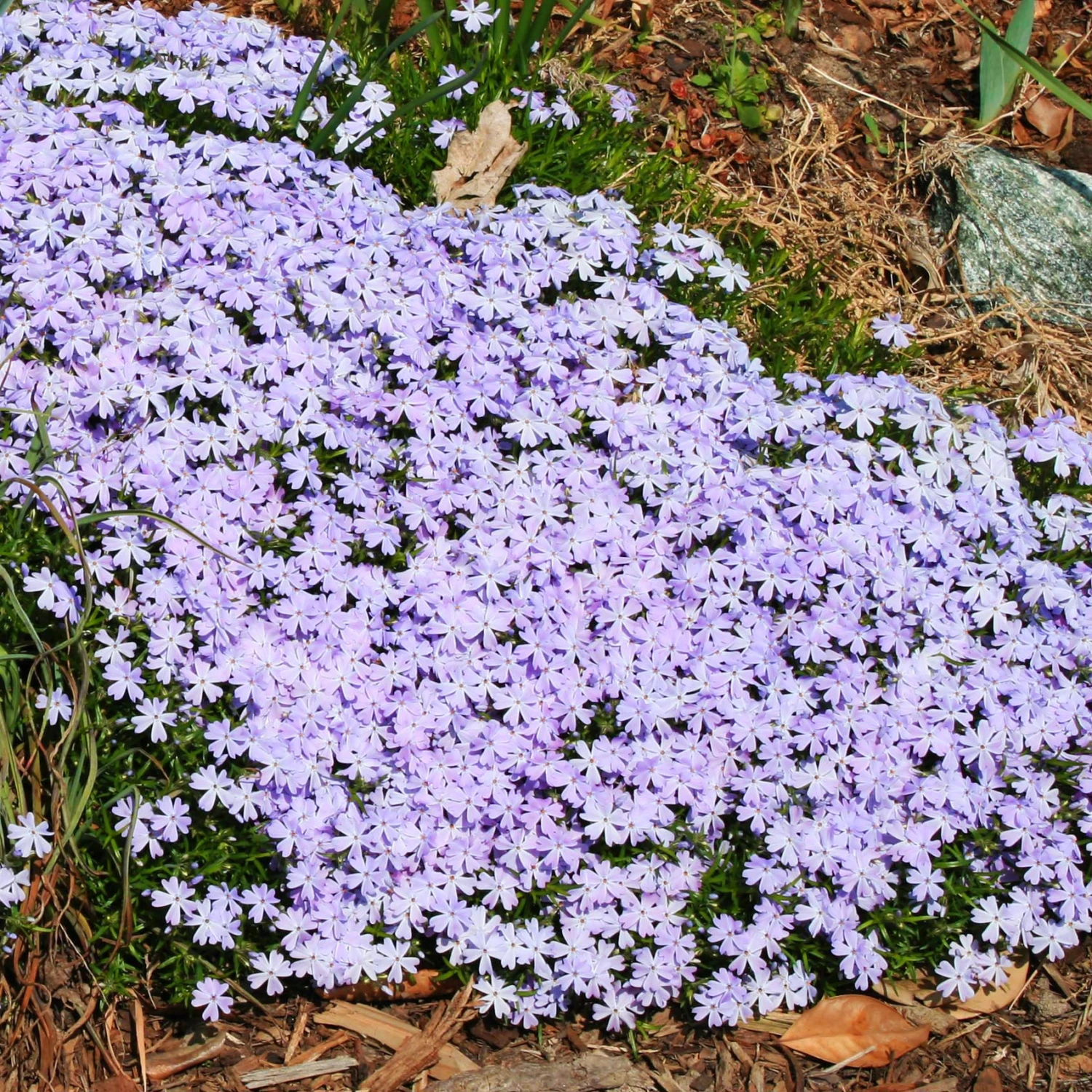 Phlox Subulata Running With Scissors 3 Phlox Subulata Running With Scissors