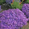 Phlox Subulata 'Purple Beauty' Creeping Phlox -SunGlow Perennials Shop PHL Purple Beauty home ez