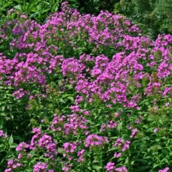 Phlox Paniculata 'Robert Poore' Garden Phlox -SunGlow Perennials Shop PHL Robert Poore EZ