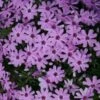 Phlox Subulata 'Fort Hill' Creeping Phlox -SunGlow Perennials Shop PHL Ft Hill ez