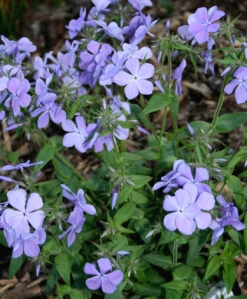 Phlox Divaricata 'Blue Moon' Woodland Phlox -SunGlow Perennials Shop PHL phl d Blue Moon ez