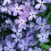 Phlox Laphamii 'Blue Buttons' Wild Sweet William -SunGlow Perennials Shop PHLOX BLUEBUTTONS EGC