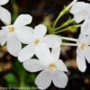 Phlox Stolonifera 'Bruce's White' Creeping Woodland Phlox 2 Phlox Stolonifera 'Bruce's White' Creeping Woodland Phlox -SunGlow Perennials Shop PHLOX BRUCES WHITE
