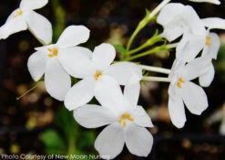 Phlox Stolonifera 'Bruce's White' Creeping Woodland Phlox