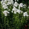 Phlox Paniculata 'David' Garden Phlox 1 Phlox Paniculata 'David' Garden Phlox -SunGlow Perennials Shop PHL David in landscape 1