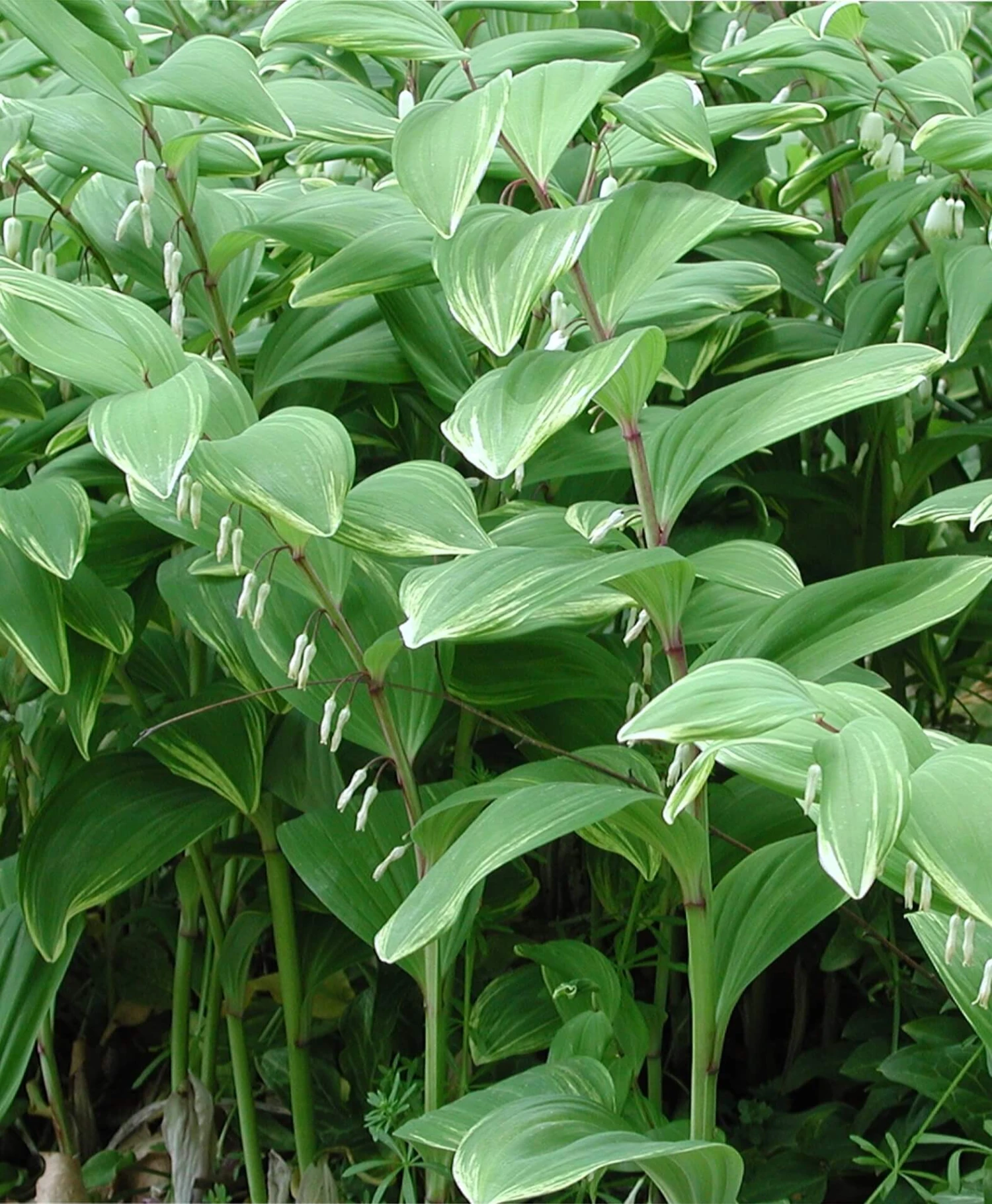 Polygonatum Odoratum 'Variegatum' Variegated Solomon's Seal 3 Polygonatum Odoratum 'Variegatum' Variegated Solomon's Seal