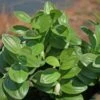 Polygonatum Humile Dwarf Solomon's Seal -SunGlow Perennials Shop PLY humilis EZ 1