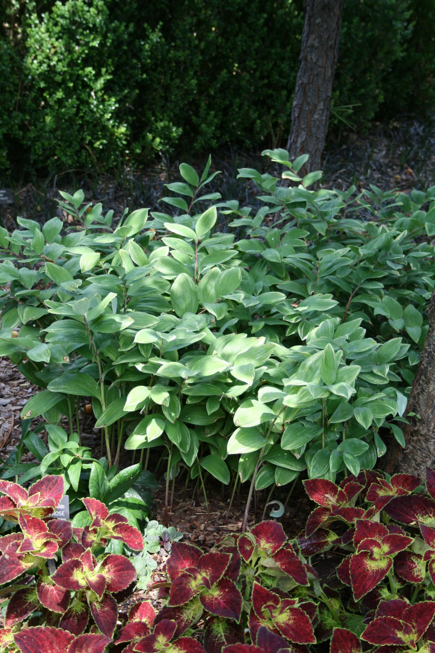 Polygonatum Odoratum 'Variegatum' Variegated Solomon's Seal 4 Polygonatum Odoratum 'Variegatum' Variegated Solomon's Seal - Image 2