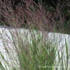 Panicum Virgatum Purple Tears Switchgrass -SunGlow Perennials Shop Panicum Purple Tears