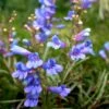 Penstemon Heterophyllus 'Electric Blue' -SunGlow Perennials Shop Penstemon Electric Blue Beardtongue