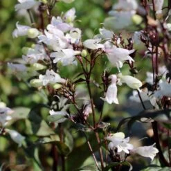 Penstemon 'Onyx And Pearls' Beardtongue