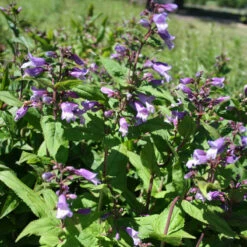 SunGlow Perennials Shop 16 SunGlow Perennials Shop -SunGlow Perennials Shop Penstemon smallii Small s Beardtongue
