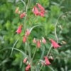 Penstemon Barbatus Coccineus Fireworks Beardtongue -SunGlow Perennials Shop PenstemonFireworks
