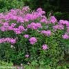 Phlox Paniculata 'Robert Poore' Garden Phlox -SunGlow Perennials Shop Phl pani RobertPoore hab