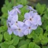 Phlox Stolonifera Blue Ridge Creeping Phlox -SunGlow Perennials Shop Phlox Blue Ridge Woodland Phlox