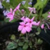 Phlox Stolonifera 'Home Fires' Creeping Woodland Phlox -SunGlow Perennials Shop Phlox Home Fires