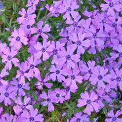 Phlox Subulata 'Purple Beauty' Creeping Phlox -SunGlow Perennials Shop Phlox Purple Beauty 3
