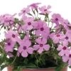 Phlox Woodlander Rose 1 Phlox Woodlander Rose -SunGlow Perennials Shop Phlox Woodlander Rose