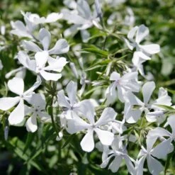Phlox Divaricata 'May Breeze' Woodland Phlox -SunGlow Perennials Shop Phlox divaricata May Breeze Woodland Phlox Flowers