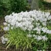Phlox Divaricata 'May Breeze' Woodland Phlox 2 Phlox Divaricata 'May Breeze' Woodland Phlox -SunGlow Perennials Shop Phlox divaricata May Breeze Woodland Phlox Landscape