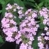 Phlox Paniculata 'Jeana' Garden Phlox -SunGlow Perennials Shop Phlox paniculata Jeana