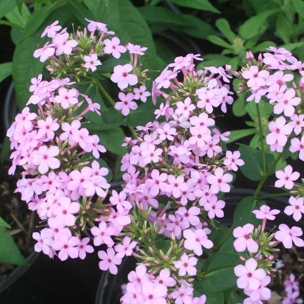 Phlox Paniculata 'Jeana' Garden Phlox 3 Phlox Paniculata 'Jeana' Garden Phlox