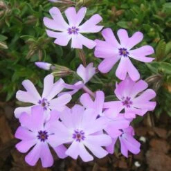 Phlox Subulata Running With Scissors 5 Phlox Subulata Running With Scissors -SunGlow Perennials Shop Phlox subulata Running With Scissors Creeping Phlox