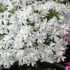 Phlox Subulata 'Snowflake' Creeping Phlox -SunGlow Perennials Shop Phlox subulata Snowflake Creeping Phlox