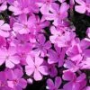 Phlox Subulata 'Emerald Pink' Creeping Phlox 1 Phlox Subulata 'Emerald Pink' Creeping Phlox -SunGlow Perennials Shop Phlox subulata emerald pink creeping phlox