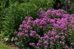 Phlox Paniculata 'Robert Poore' Garden Phlox -SunGlow Perennials Shop Phlox Robert Poore EZ