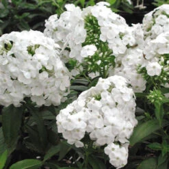Phlox Paniculata 'David' Garden Phlox -SunGlow Perennials Shop Phlox p David