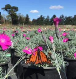 Dianthus 'Firewitch' Cheddar Pinks -SunGlow Perennials Shop Photo Oct 26 12 35 22 PM