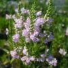 Physostegia Virginiana 'Pink Manners' Obedient Plant -SunGlow Perennials Shop Physostegia Pink Manners Obedient Plant 1