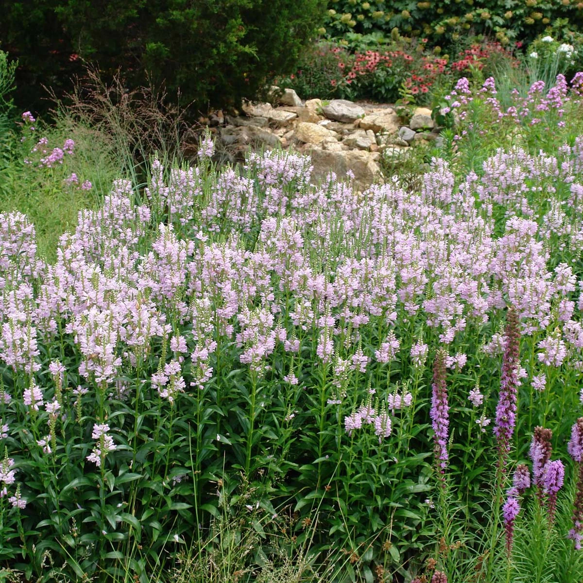 Physostegia Virginiana 'Pink Manners' Obedient Plant 4 Physostegia Virginiana 'Pink Manners' Obedient Plant - Image 2