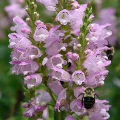Physostegia Virginiana 'Pink Manners' Obedient Plant 7 Physostegia Virginiana 'Pink Manners' Obedient Plant -SunGlow Perennials Shop Physostegia Pink Manners Obedient Plant Bee