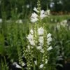 Physostegia Virginiana 'Miss Manners' Obedient Plant 1 Physostegia Virginiana 'Miss Manners' Obedient Plant -SunGlow Perennials Shop Physostegia virginiana Miss Manners 1