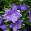 Platycodon Grandiflorus 'Sentimental Blue' Balloon Flower -SunGlow Perennials Shop Platycodon Sentimental Blue Balloon Flower