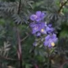 Polemonium Yezoense 'Purple Rain Strain' Jacob's Ladder 1 Polemonium Yezoense 'Purple Rain Strain' Jacob's Ladder -SunGlow Perennials Shop Polemonium Purple Rain Strain Jacobs Ladder