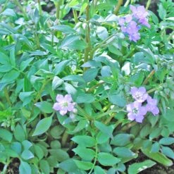 Polemonium Reptans Jacob's Ladder -SunGlow Perennials Shop Polemonium reptans Jacob s Ladder