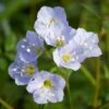 Polemonium Reptans Jacob's Ladder 2 Polemonium Reptans Jacob's Ladder -SunGlow Perennials Shop Polemonium reptans jacobs ladder flower