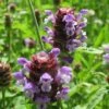 Prunella Vulgaris Self-Heal 1 Prunella Vulgaris Self-Heal -SunGlow Perennials Shop Prunella vulgaris self heal