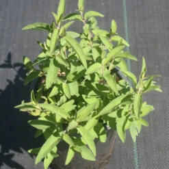 Pycnanthemum Flexuosum Appalachian Mountain Mint -SunGlow Perennials Shop Pycnanthemum flexuosum 2