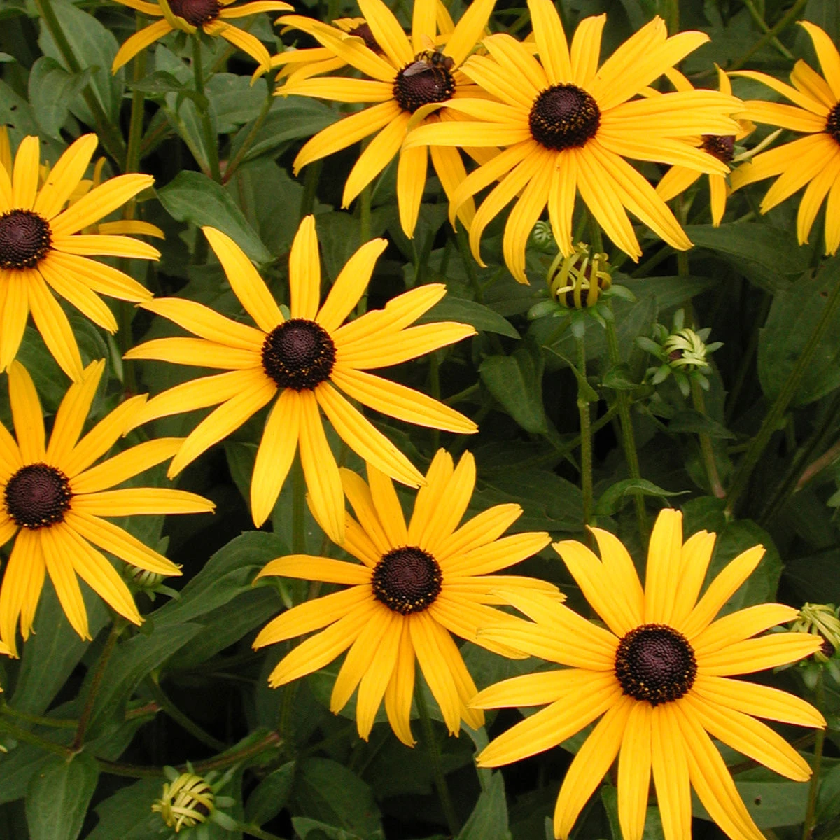 Rudbeckia Fulgida 'Goldsturm' Black-Eyed Susan 5 Rudbeckia Fulgida 'Goldsturm' Black-Eyed Susan - Image 3