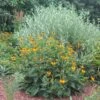 Rudbeckia Fulgida 'Goldsturm' Black-Eyed Susan -SunGlow Perennials Shop RDB Goldsturm