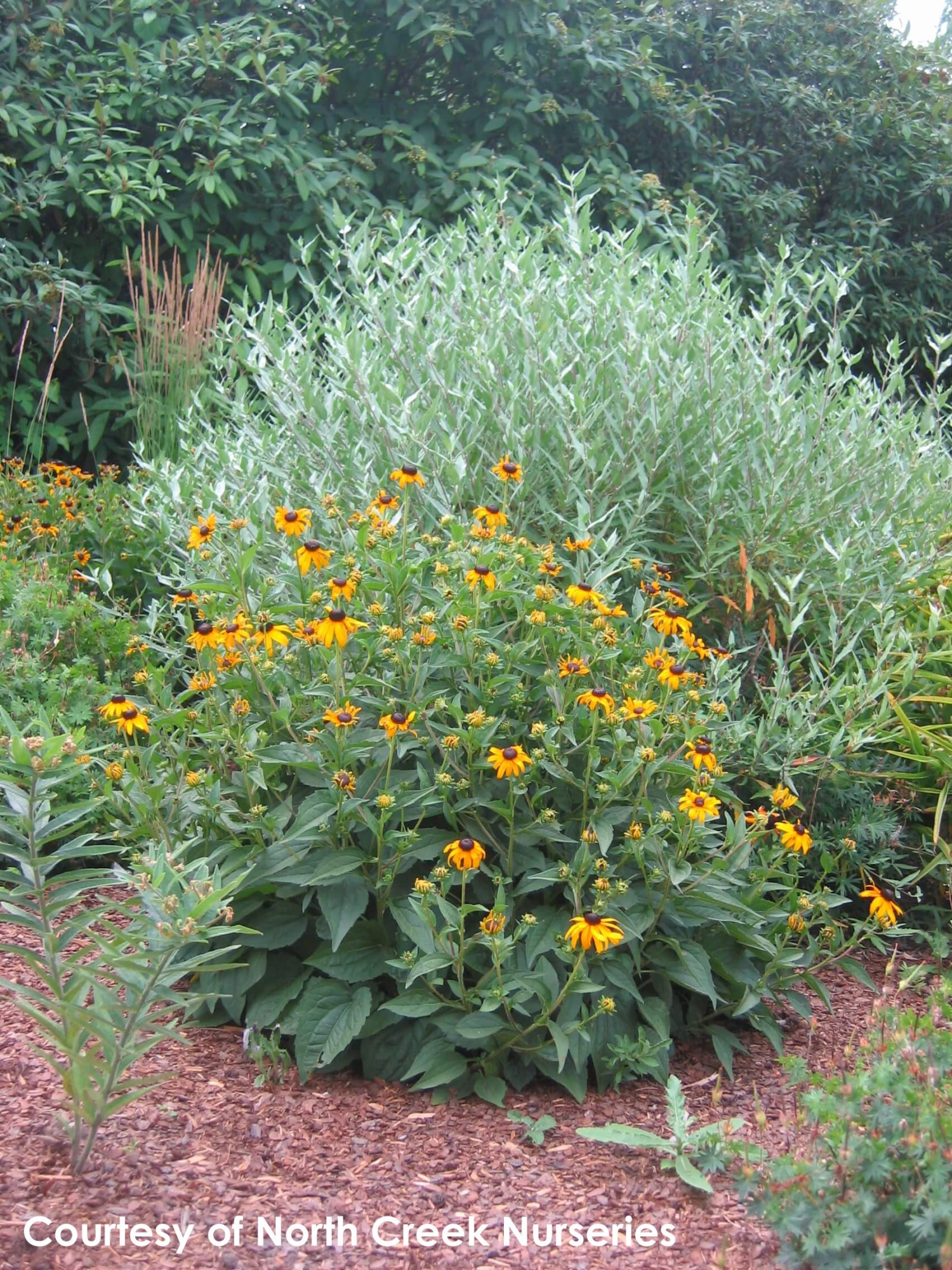 Rudbeckia Fulgida 'Goldsturm' Black-Eyed Susan 3 Rudbeckia Fulgida 'Goldsturm' Black-Eyed Susan