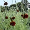 Ratibida Columnifera Red Midget -SunGlow Perennials Shop RTB MexicanHat2 EZ