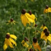 Ratibida Pinnata Gray-headed Coneflower 2 Ratibida Pinnata Gray-headed Coneflower -SunGlow Perennials Shop Ratibida pinnata Gray Headed Coneflower