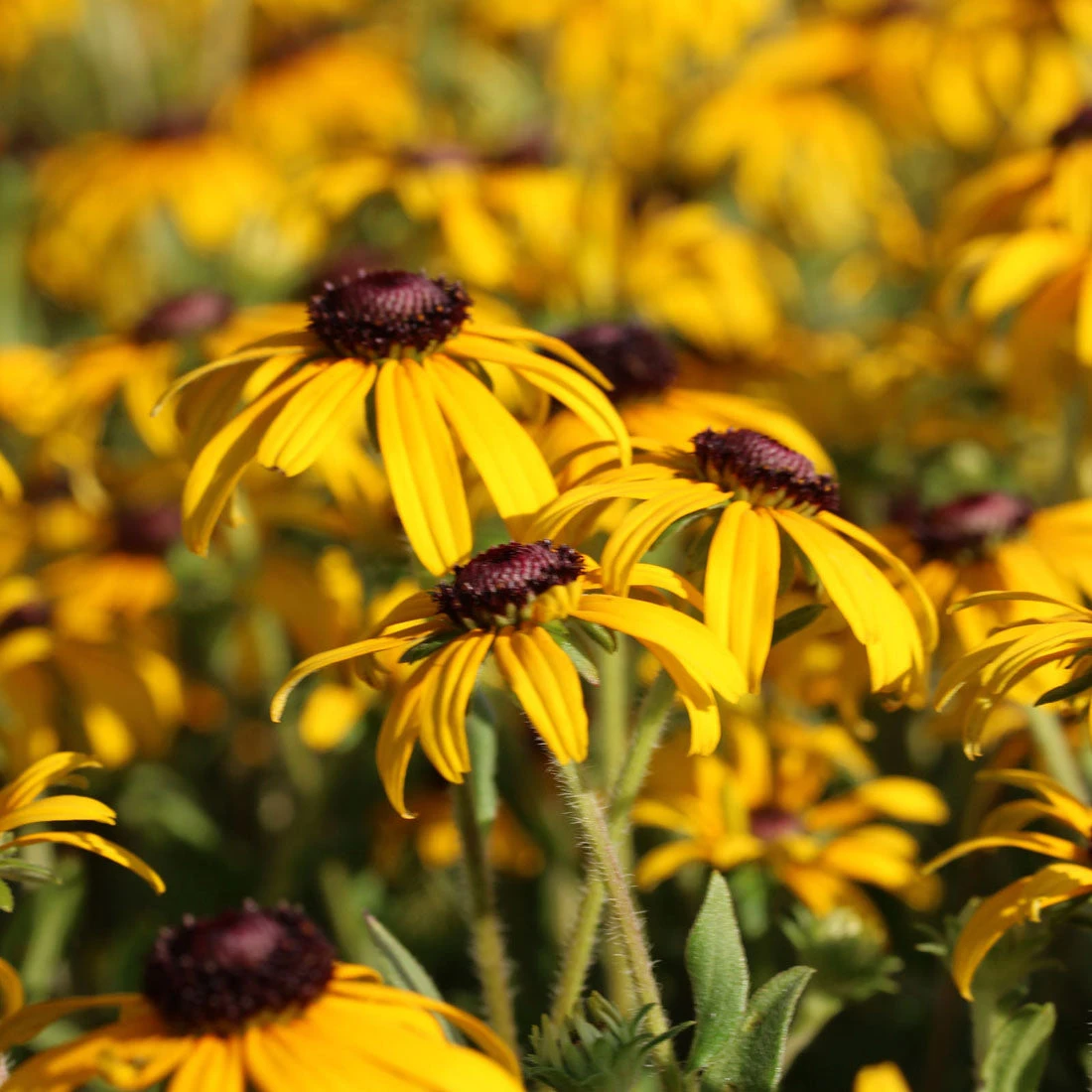 Rudbeckia Fulgida 'American Gold Rush' Black-Eyed Susan 3 Rudbeckia Fulgida 'American Gold Rush' Black-Eyed Susan