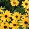 Rudbeckia Hirta 'Indian Summer' Gloriosa Daisy -SunGlow Perennials Shop Rudbeckia hirta indian summer glorisa daisy