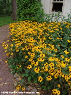 Rudbeckia Fulgida 'Goldsturm' Black-Eyed Susan 6 Rudbeckia Fulgida 'Goldsturm' Black-Eyed Susan -SunGlow Perennials Shop Rudbeckia POTW